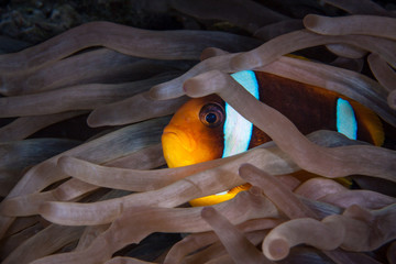 Anemonfish Egypt