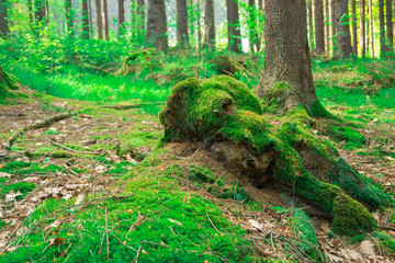 las  © Mariusz Żyła