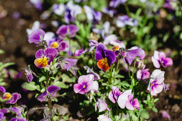 Obraz premium Purple viola field