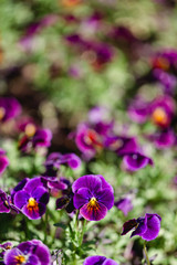 Purple viola field