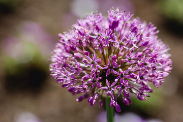 Purple garlic plant