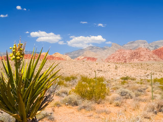 Spiky leaves of yucca tree and famous striped hills in distance under slear blue sky surrounding Red Rock Desert