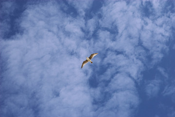Flying seagull with blue sky