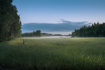 Fototapeta na wymiar Landscape with mist and fog at summer night in northern Europe