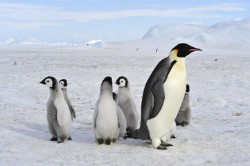 Naklejka na ściany i meble Emperor Penguins with chicks