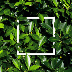 Square frame, Creative layout made with green leaves background. Blank for advertising card or invitation. Nature concept. Summer poster.