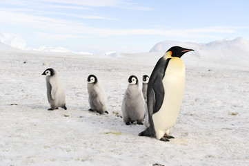 Plakat Emperor Penguins with chicks