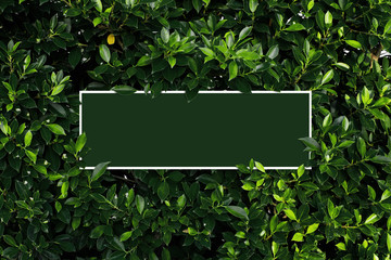 Square frame, Creative layout made of tropical flowers and leaves with green paper card note. Flat lay. Blank for advertising card or invitation. Flat lay. Nature concept.green frame.