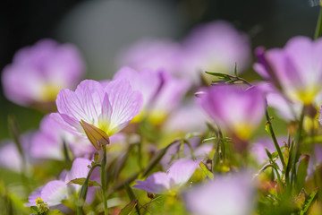 ヒルザキモモイロツキミソウ