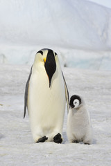 Obraz premium Emperor Penguin with chick