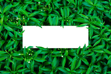 Square frame, Creative layout made with green leaves background. Blank for advertising card or invitation. Nature concept. Summer poster.