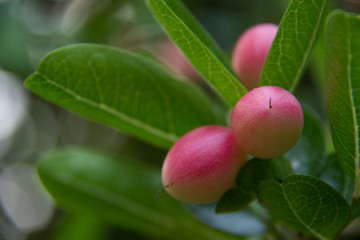 ornamental plants