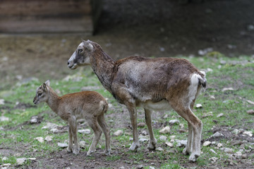 Agneau - Mouflon de Corse