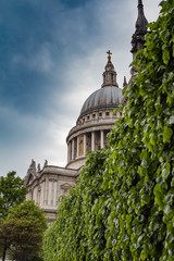 St Pauls Cathedra looms above leaves and trees  in London