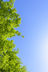 新緑の葉