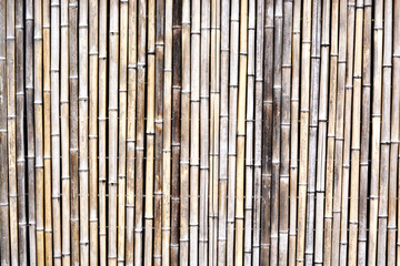 Reed background close up