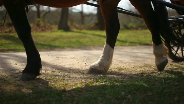 Hooves and wagon wheels