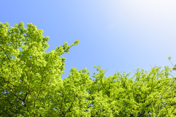 新緑の葉
