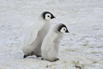 Obraz premium Emperor Penguin chicks in Antarctica