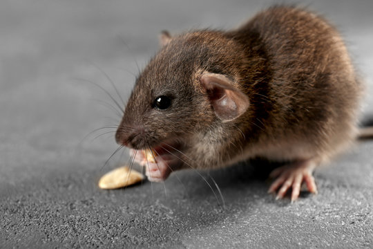 Cute little rat on gray background