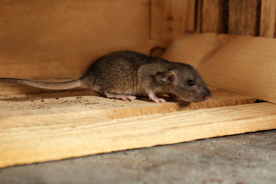 Cute little rat in wooden box