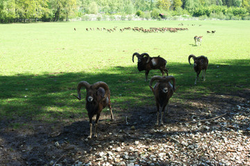 Herd of mouflons