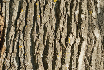 Texture of a bark of a large poplar close-up