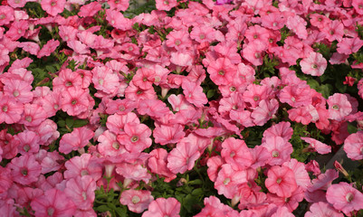 many pink petunia flowers in spring