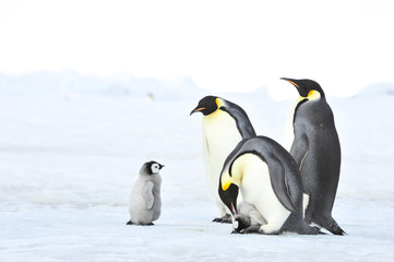 Emperor Penguins with chick