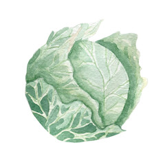 Obraz premium fresh cabbage illustration. Hand drawn watercolor on white background.