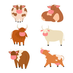 Bulls cows farm animal character vector illustration cattle mammal nature wild beef agriculture.