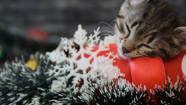 Kitten sleeping in a holiday decoration