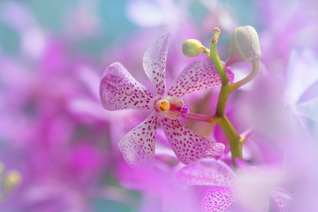 Naklejka na ściany i meble Beautiful orchid flower 