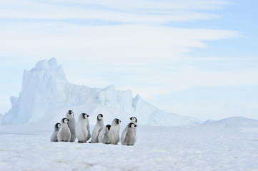 Poussins de manchots empereurs en Antarctique