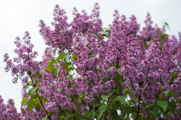 Lilac bush on natural background. Macro image of spring lilac violet flowers.