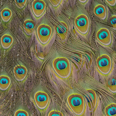Fototapeta premium close up peacock feachers