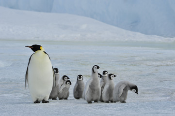 Emperor Penguins with chick