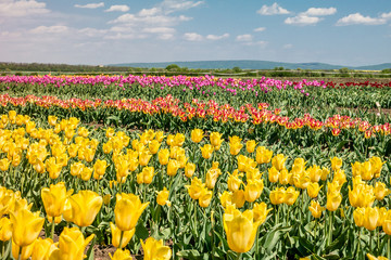 Group of color tulips in the park.