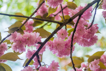 Sakura. Cherry Blossom in Springtime.