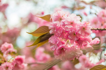 Sakura. Cherry Blossom in Springtime.