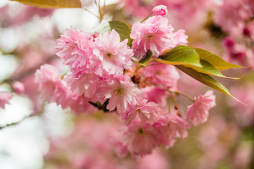 Sakura. Cherry Blossom in Springtime.