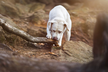 Junger labrador retriever hund welpe beim wandern im wald mit einem stock spielend