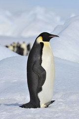 Emperor Penguin on the snow
