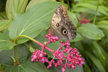Fototapeta premium Tropical butterflies