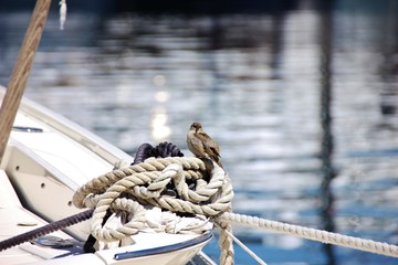 Obraz premium Bird on white ropes, Italy