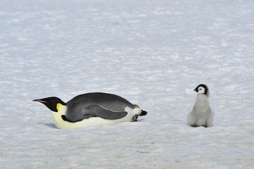 Fototapeta na wymiar Emperor Penguins with chick