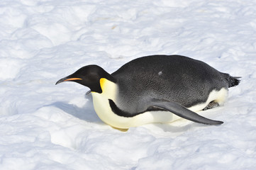 Fototapeta premium Emperor Penguin on the snow
