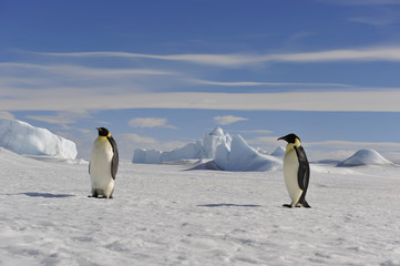 Emperor Penguin on the snow