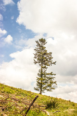 Obraz premium A single tree