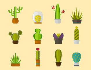 Cactus nature desert flower green mexican succulent tropical plant cacti floral vector illustration.